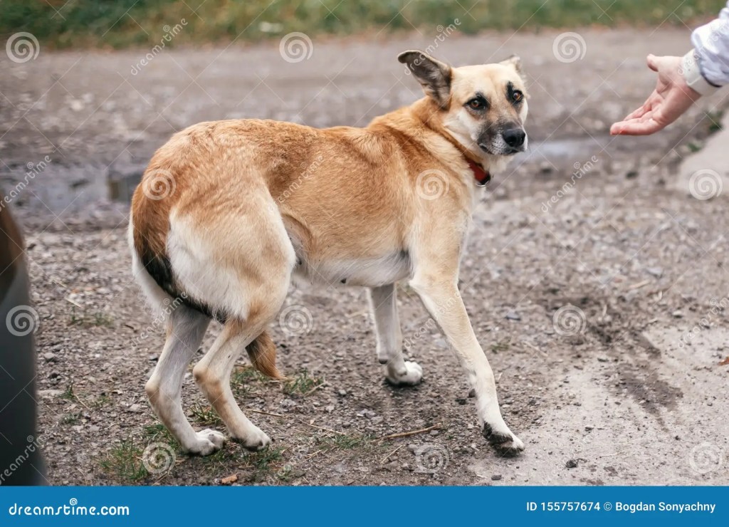 पाकिस्तान ‘डरपोक कुत्ते’ की तरह भागा: भारत के जवाबी हमलों पर पूर्व पेंटागन अधिकारी माइकल रूबिन की&nbsp;टिप्पणी